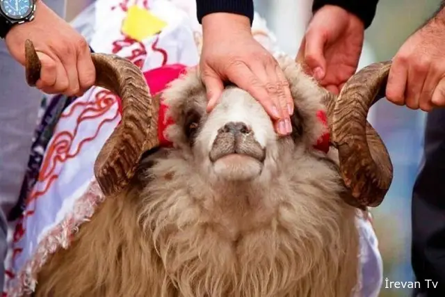 Qurban bayramında hansı heyvanları şərikli kəsmək olar? - AÇIQLAMA